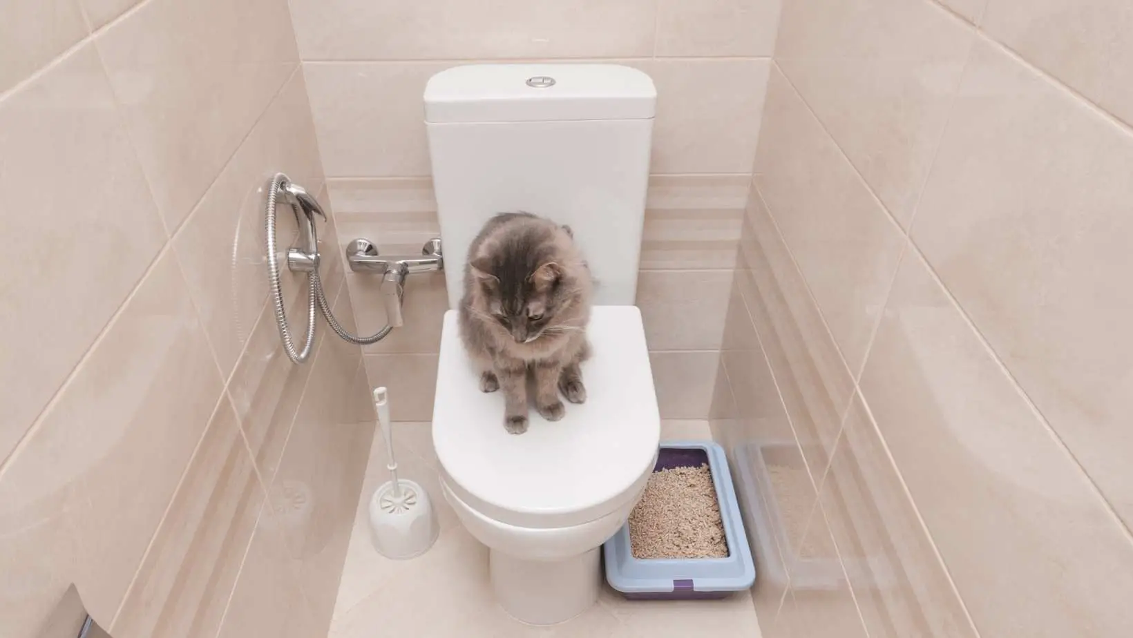 What to give a cat for diarrhoea? Cat Diarrhoea causes/symptoms/treatment