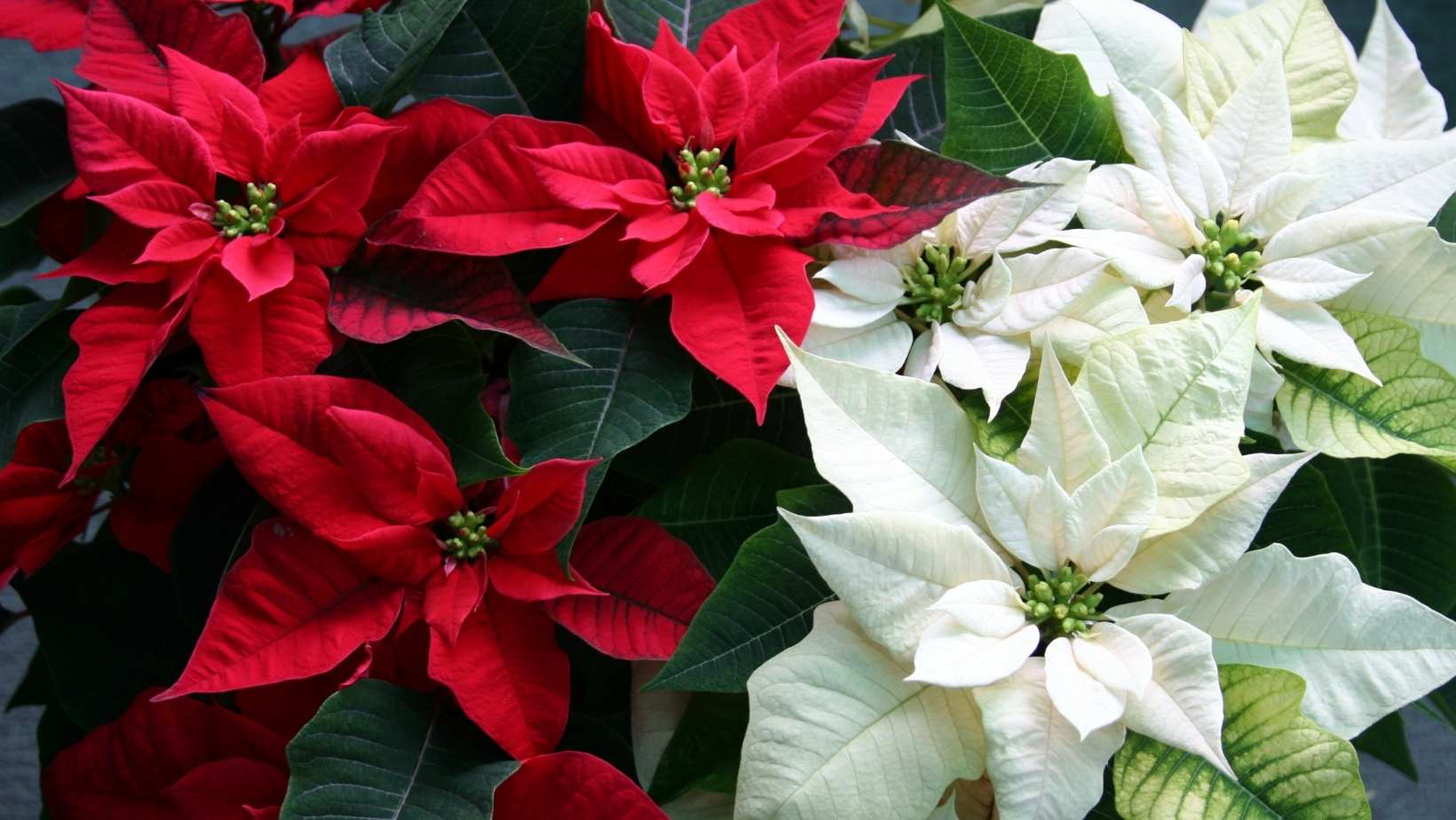 Are Poinsettia Poisonous to Cats?