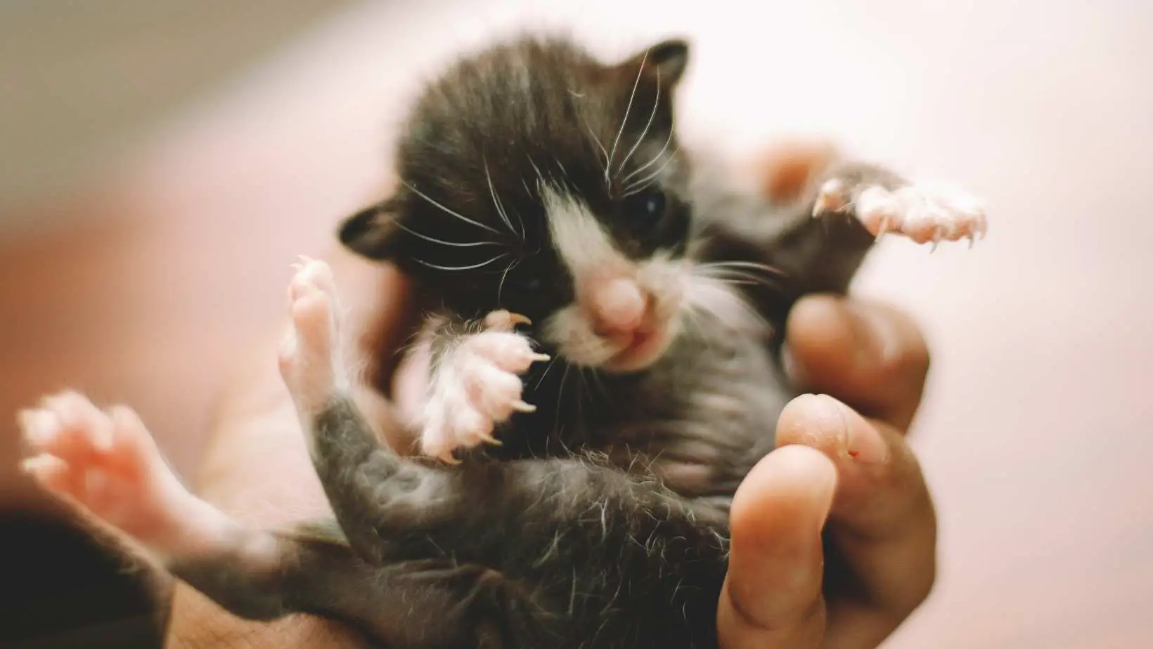 Tips on How to Take Care of a New Born Cat
