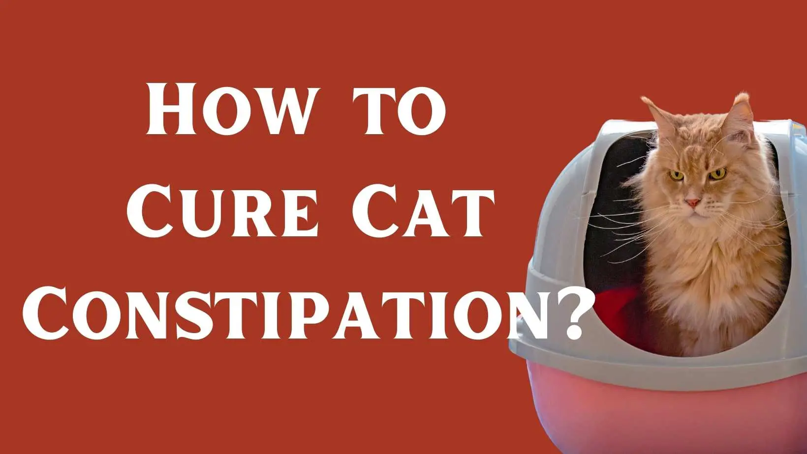 How to Cure Cat Constipation