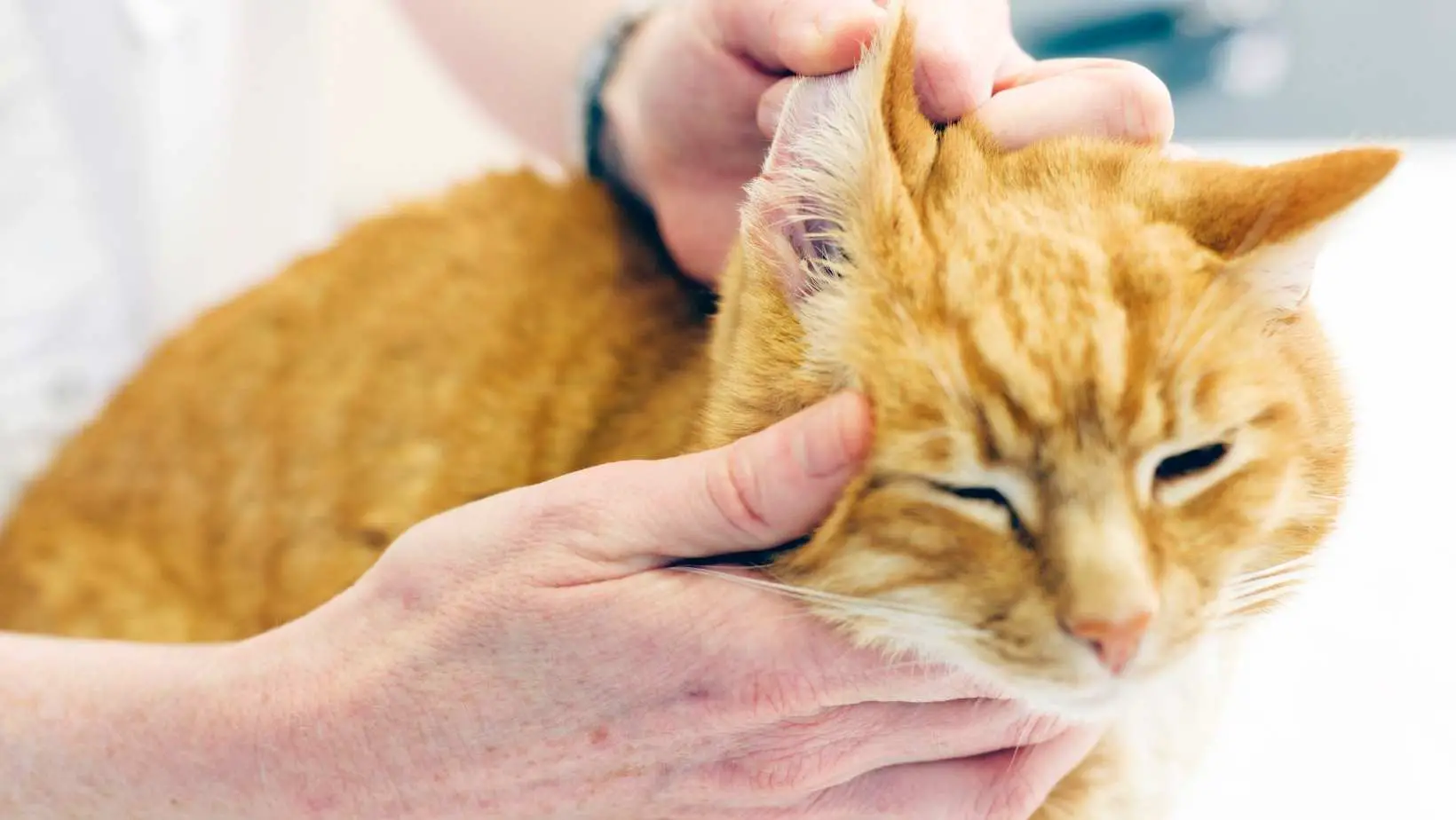 How Do Cats Get Ear Infections?