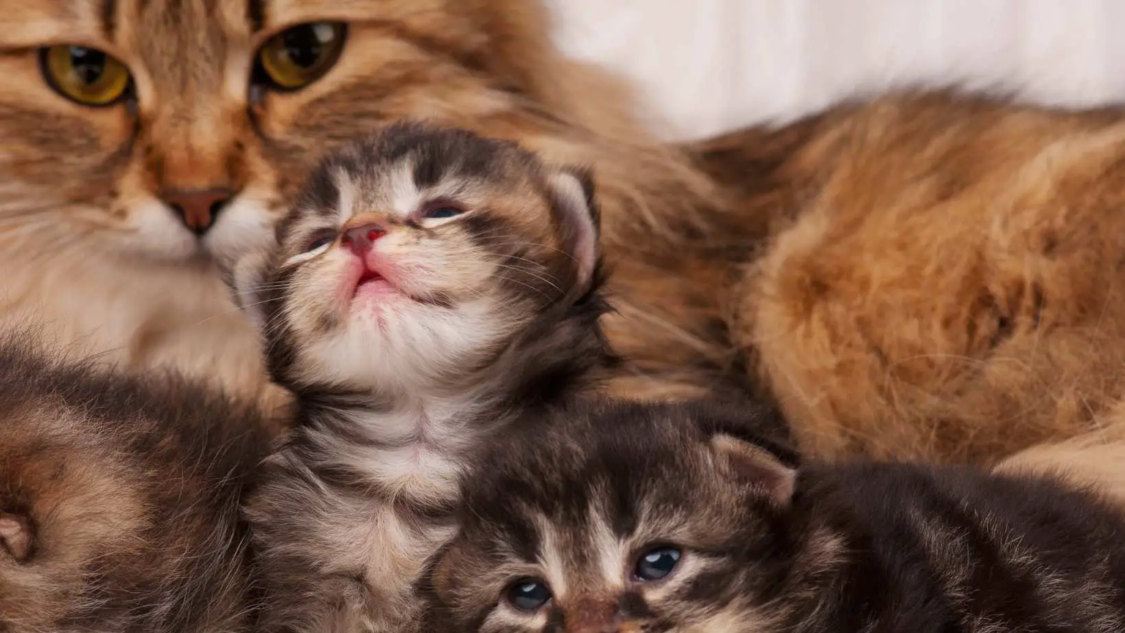 My cat just had kittens what do I do? 6 Tips for Caring Momma Cats and Kittens