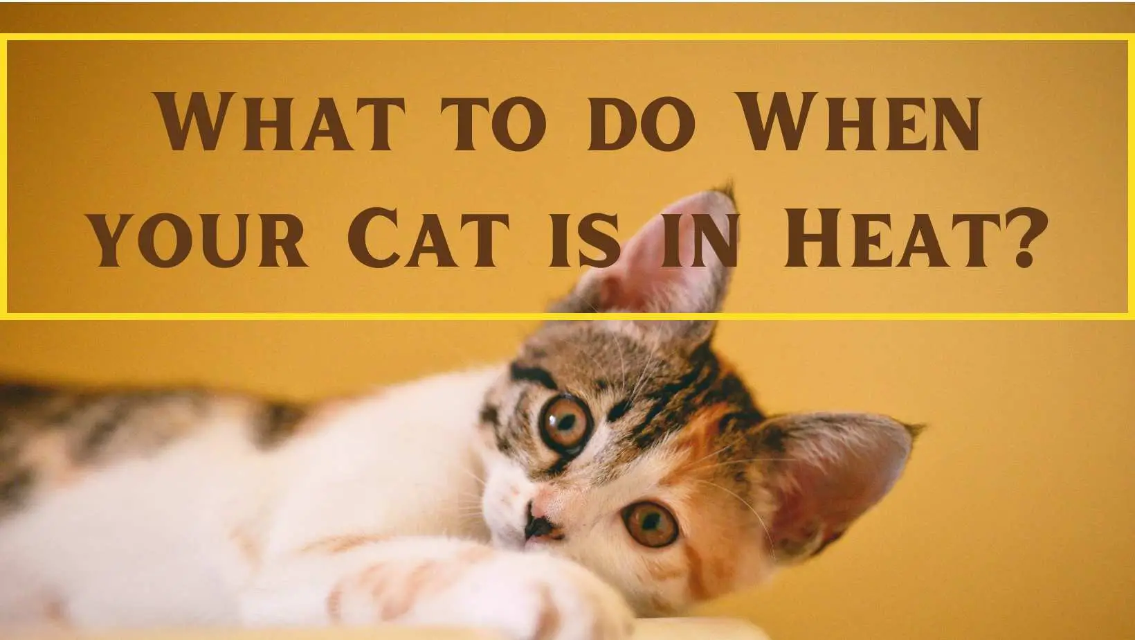 What to do When your Cat is in Heat ?