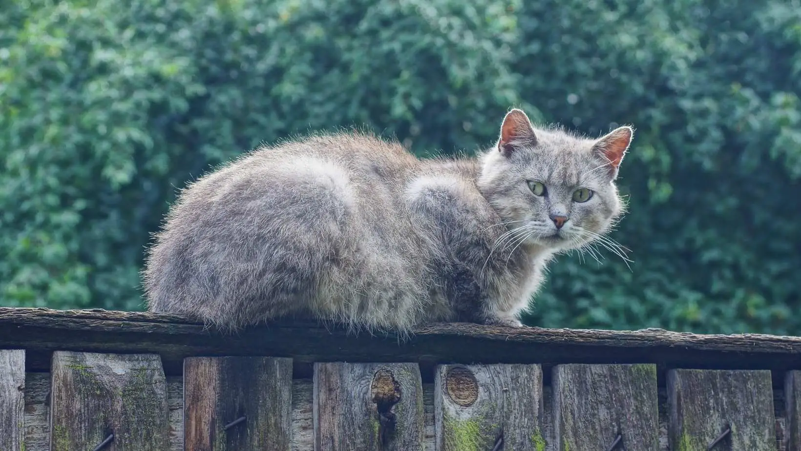 How to Keep Your Cat in Your Yard?