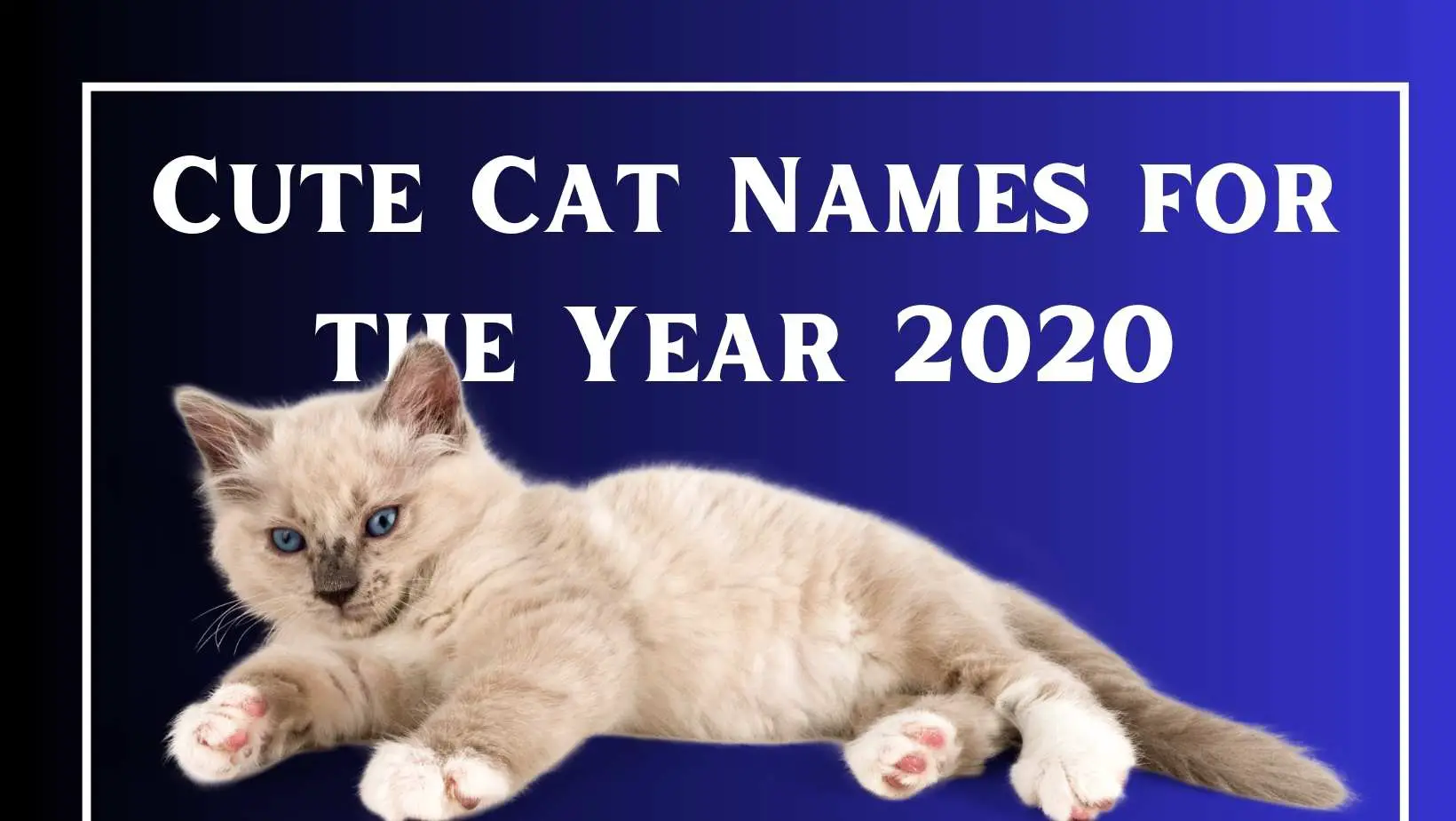 Cute Cat Names for the Year 2020