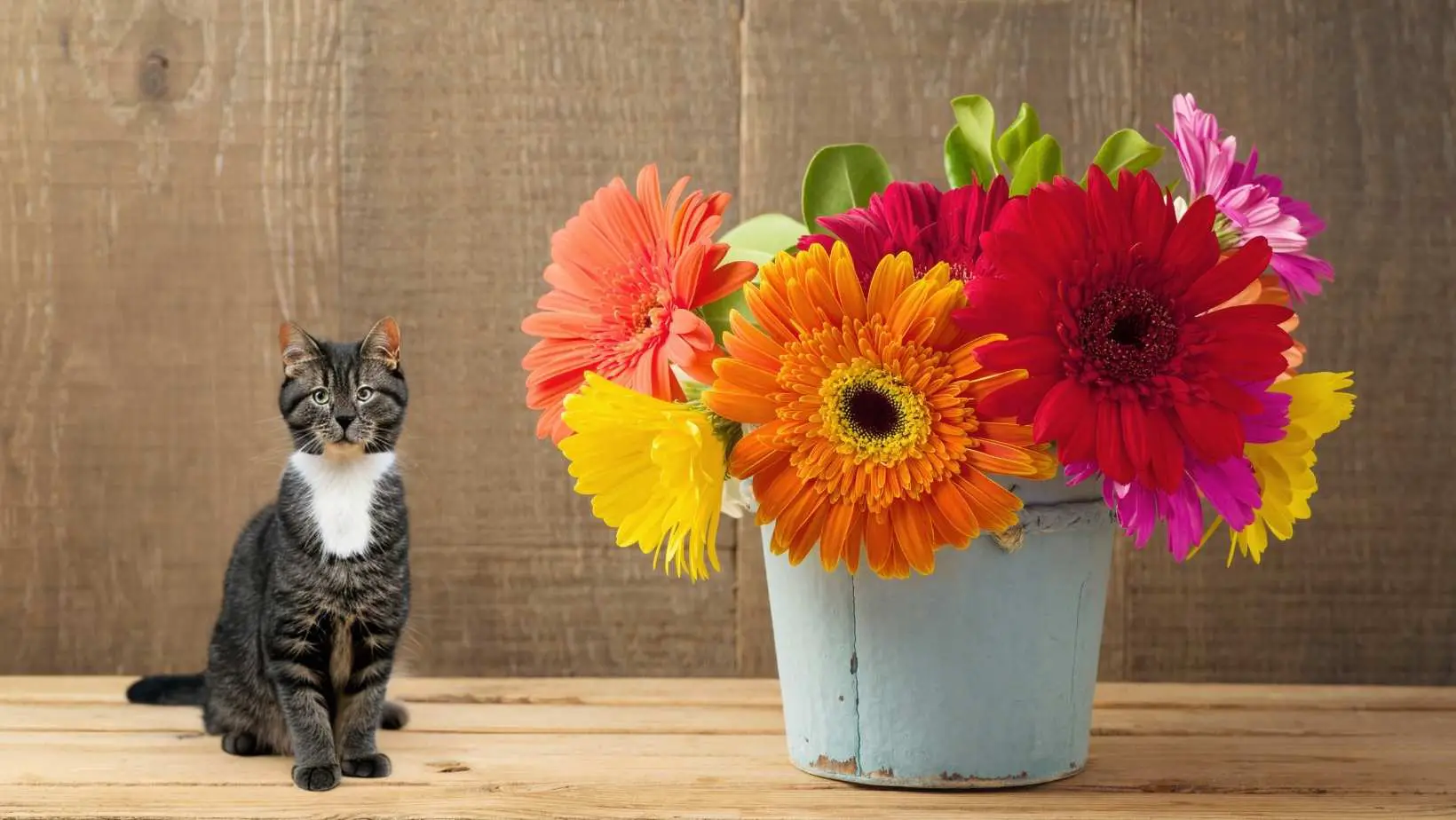 Are Gerbera Daisies Poisonous to Cats?