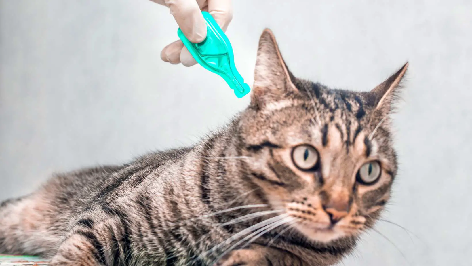 How to prevent cat fleas ? What to do if your cat has fleas?