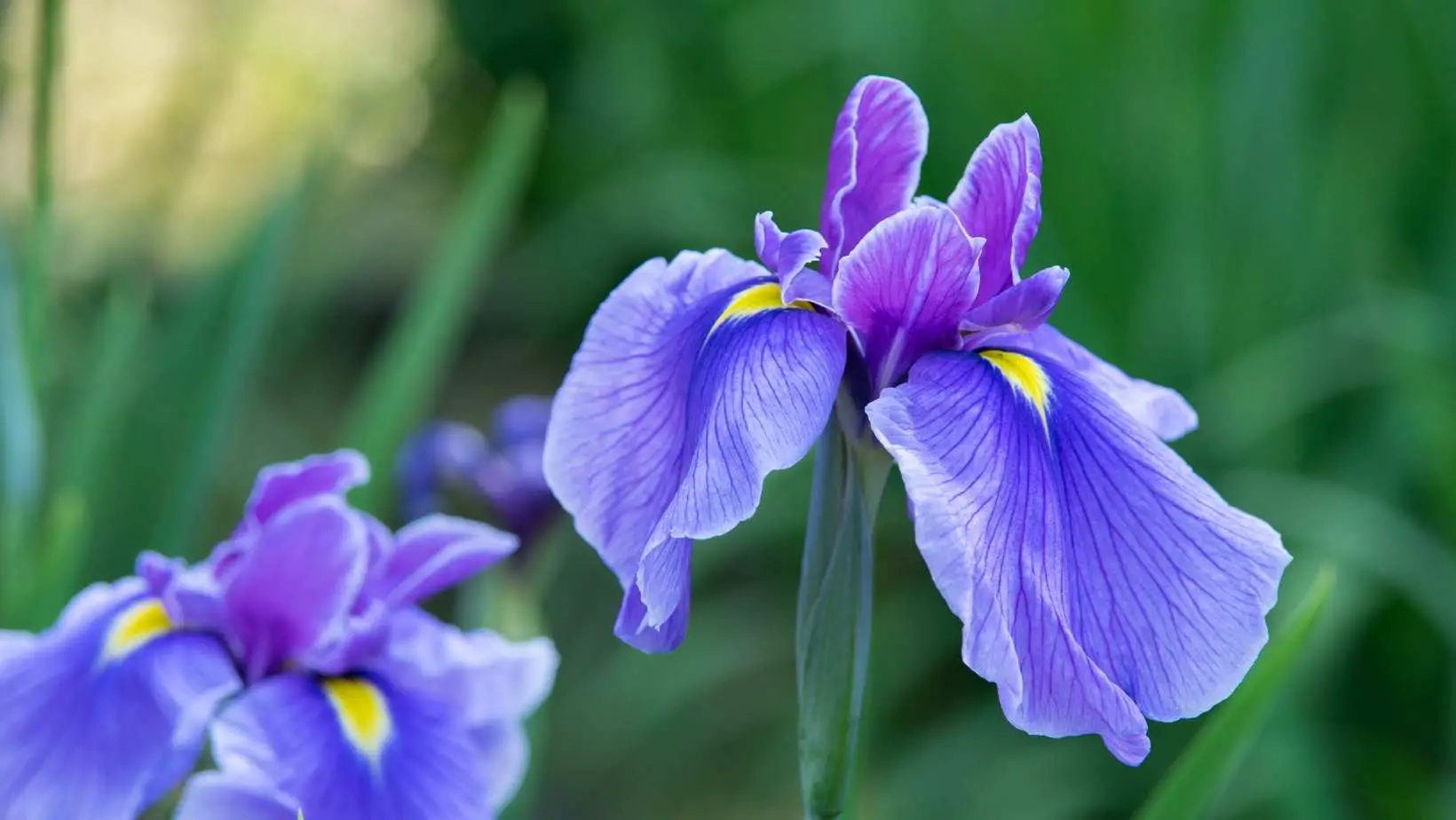 Are Iris Poisonous to Cats?