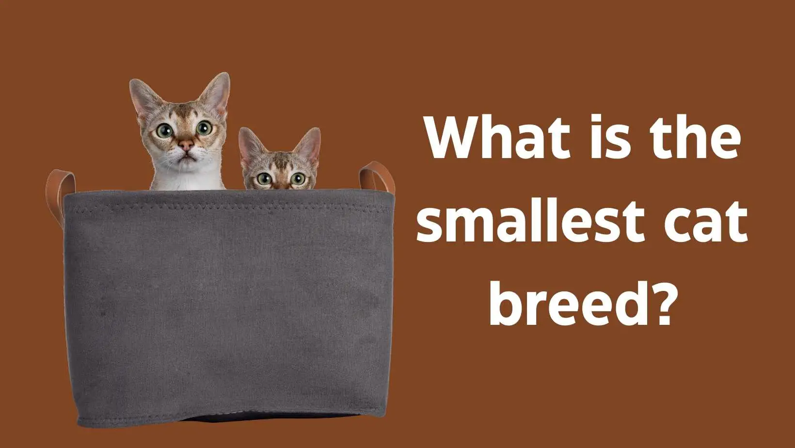 What is the smallest cat breed? 6 Smallest Cat Breeds