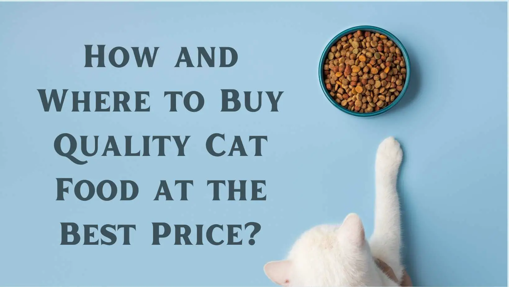 How and Where to Buy Quality Cat Food at the Best Price
