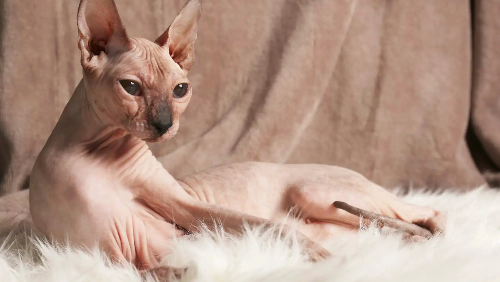What is a hairless cat called?