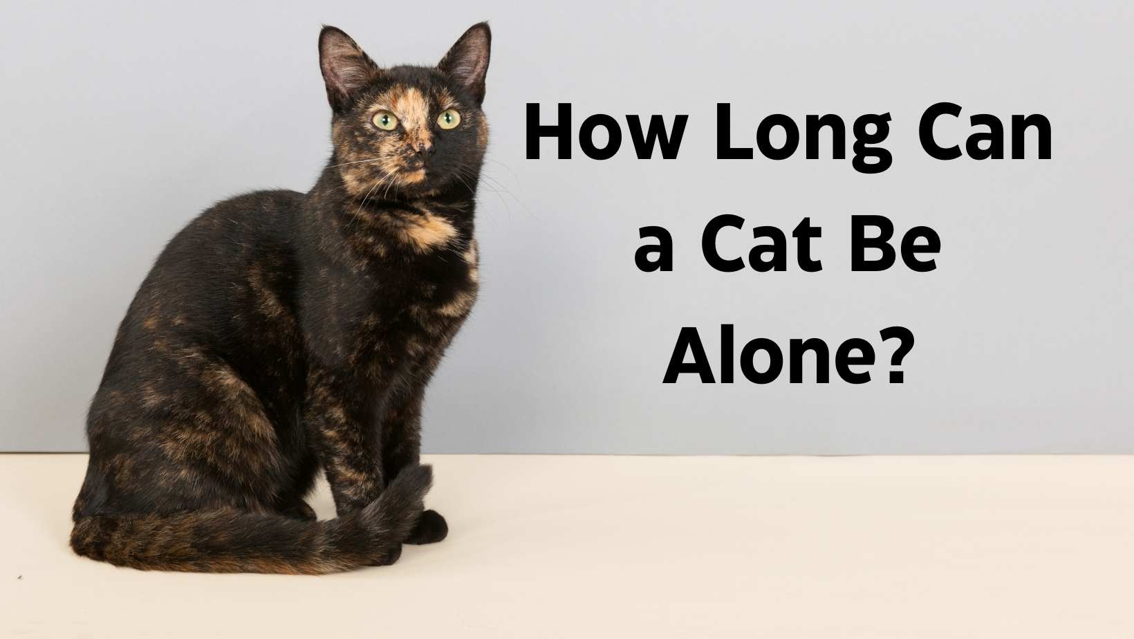 How Long Can a Cat Be Alone?