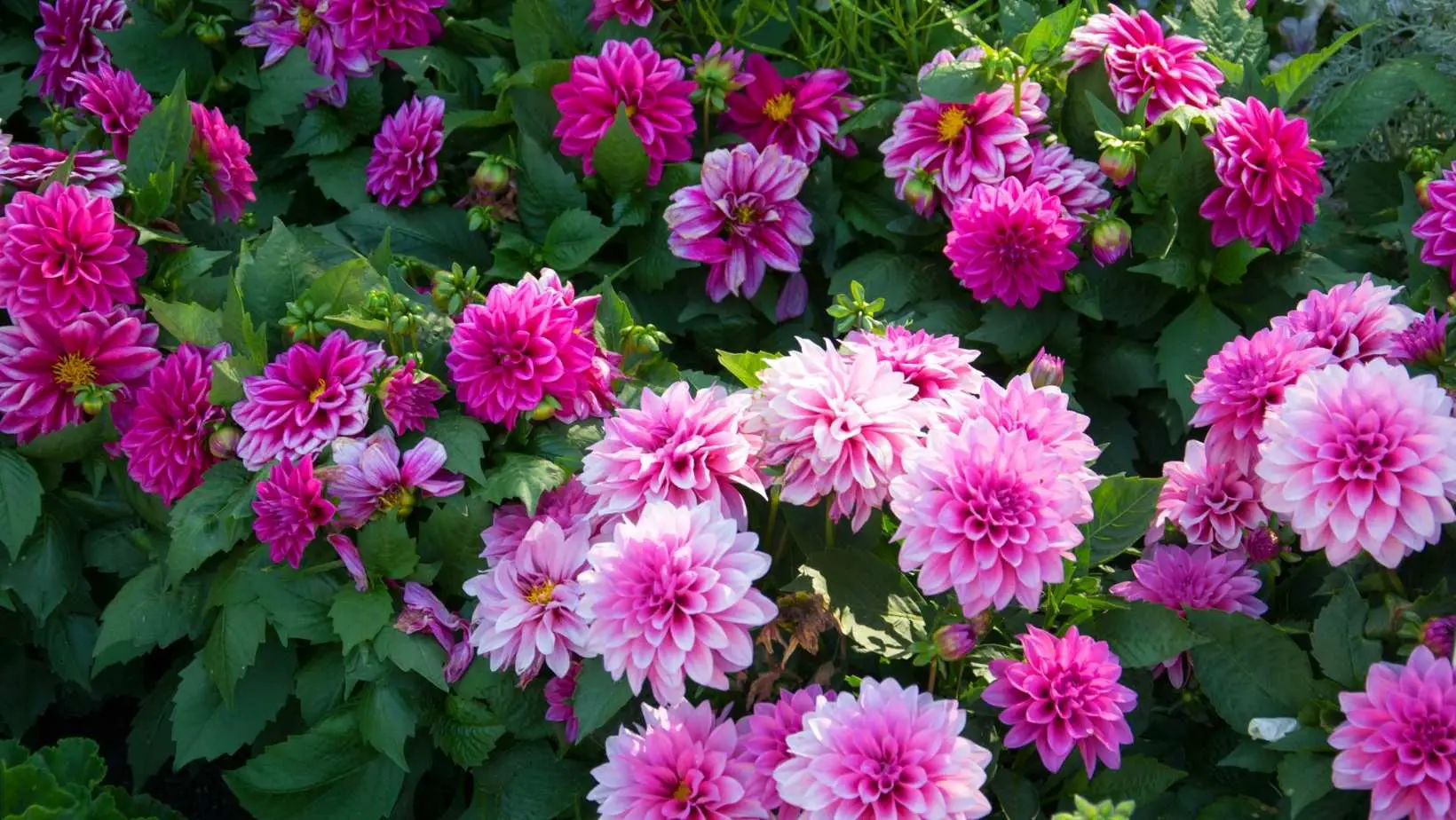Are Dahlias Poisonous to Cats?