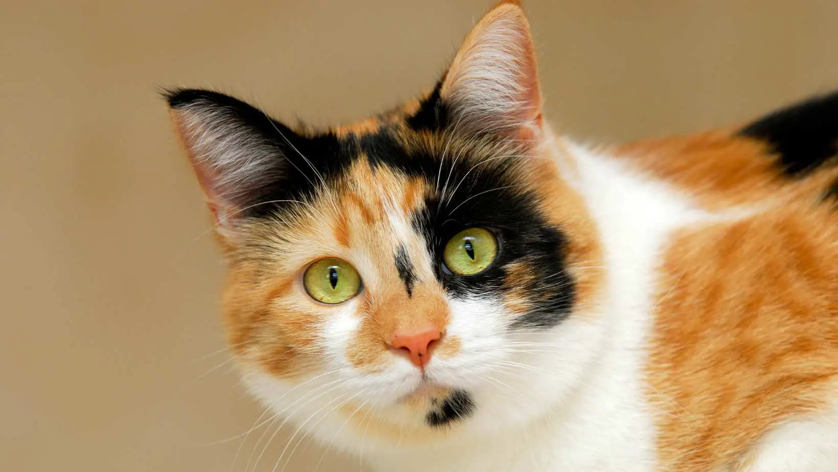 What does a calico cat look like?