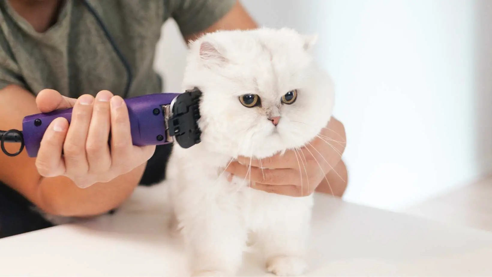 What Are The Best Cat Hair Trimmer in 2022?