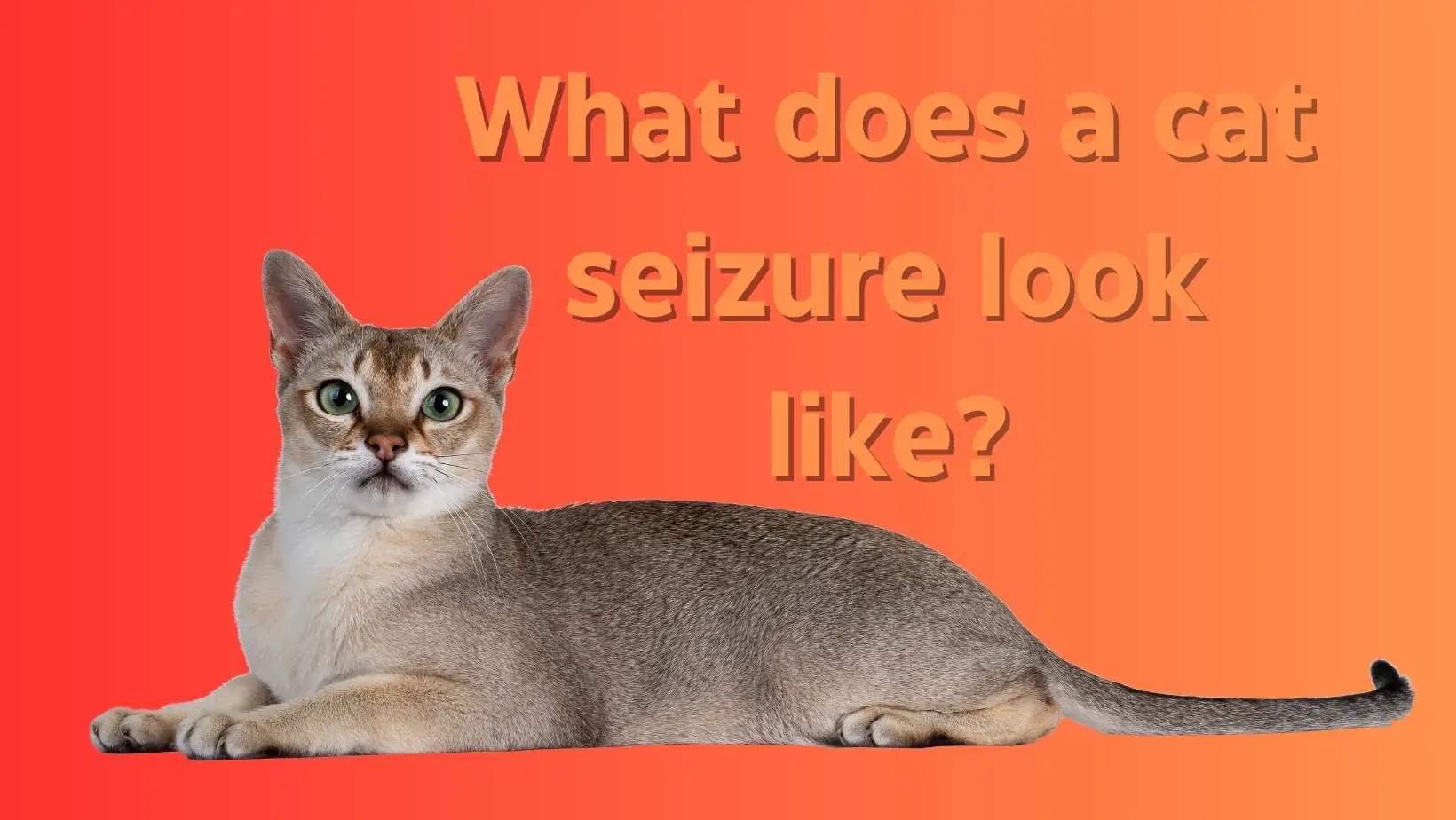 What does a cat seizure look like?