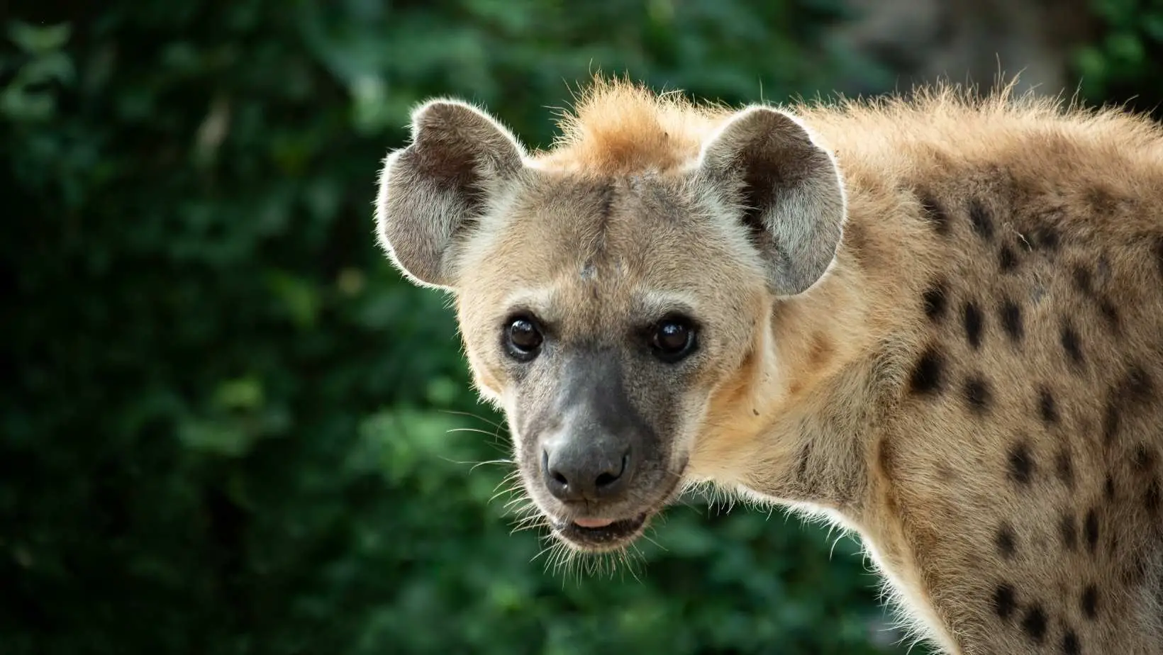 Are Hyenas Cats Or Dogs?