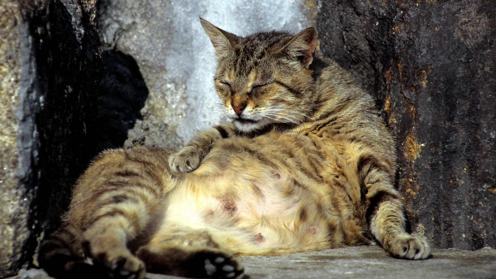 What Do Pregnant Cats Look Like?