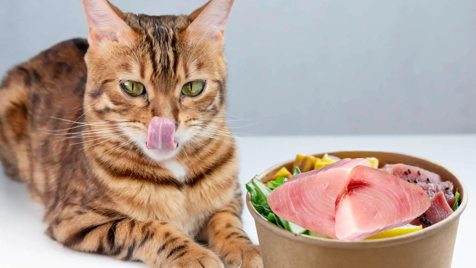 Can Cats Eat Raw Tuna?