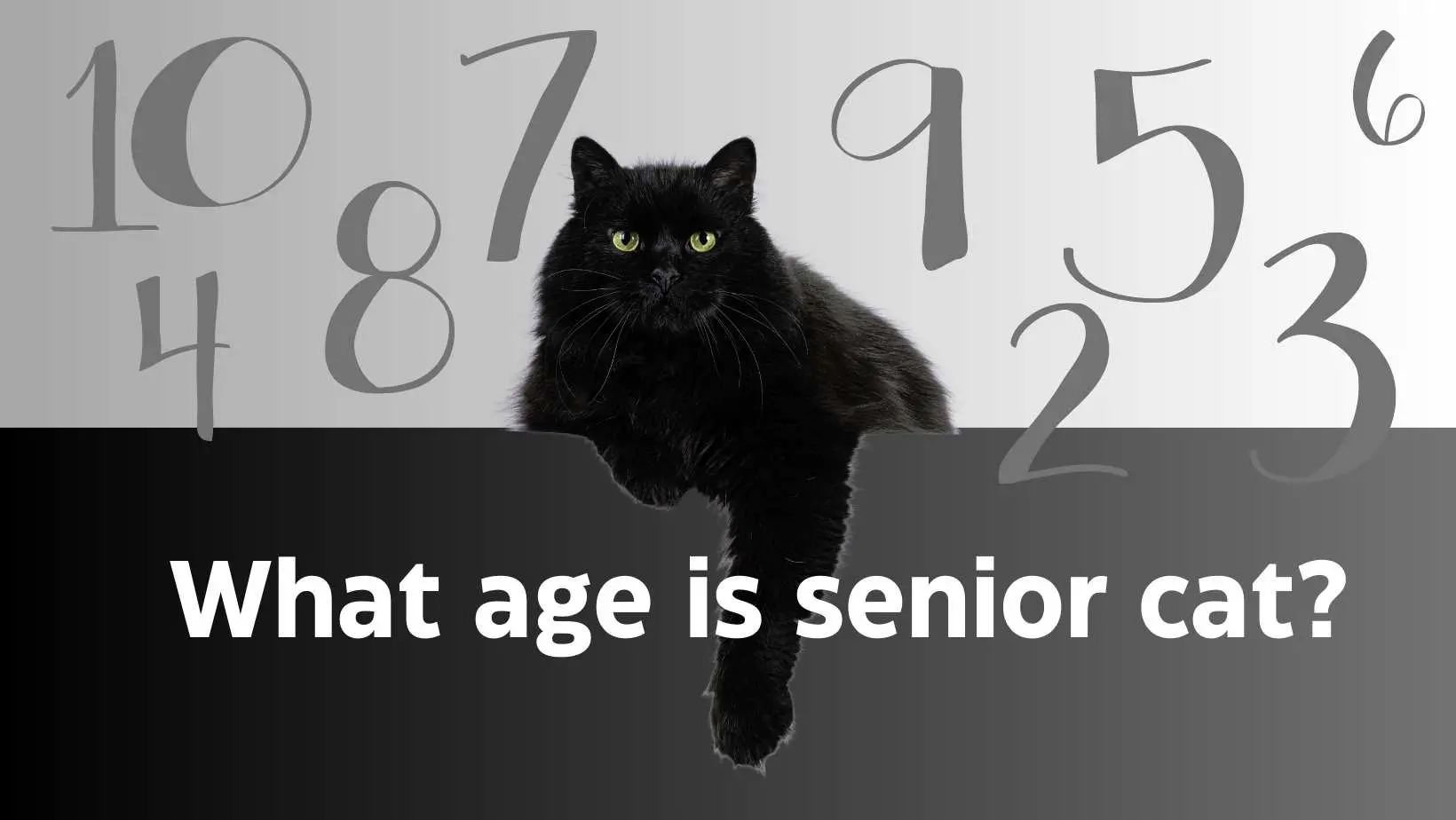 What age is senior cat? Senior Cat Age