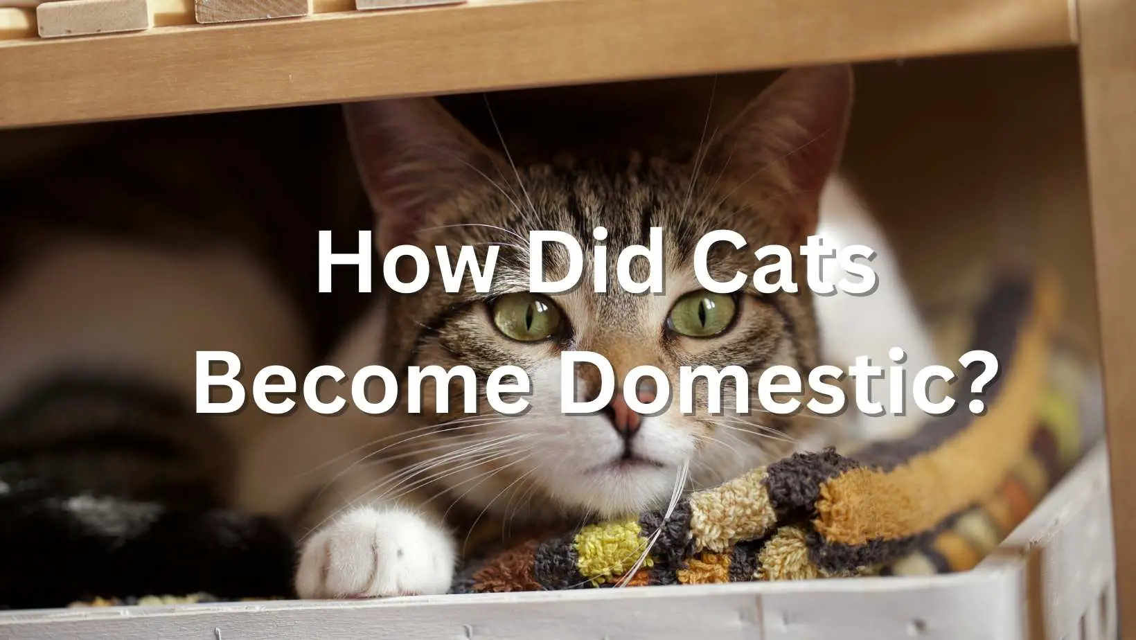 How Did Cats Become Domestic?