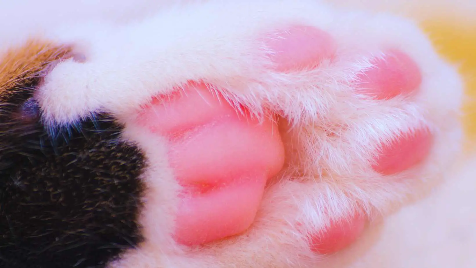 Cat’S Paw Pads Are Red?