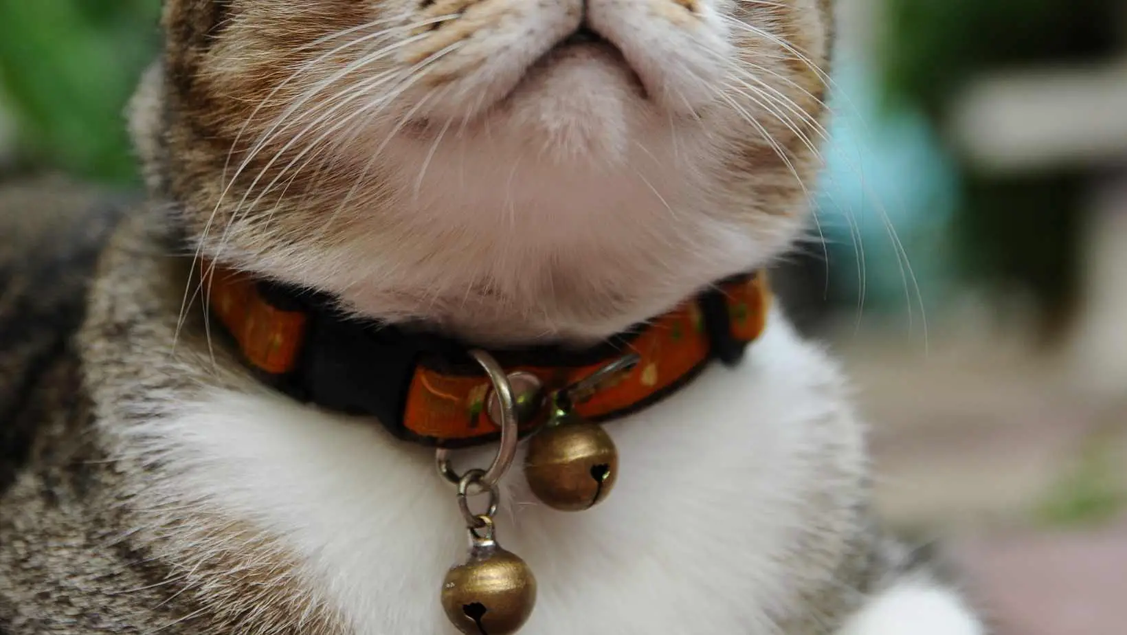 Are Bells Bad for Cats?