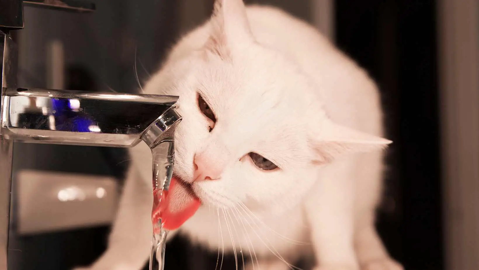 Why is My Cat So Thirsty?
