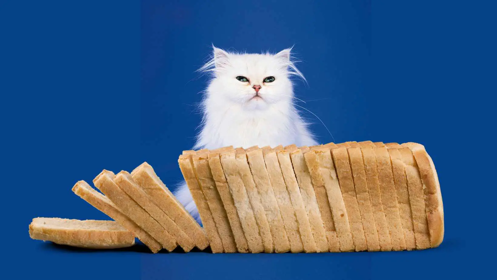 Can Cats Eat White Bread?