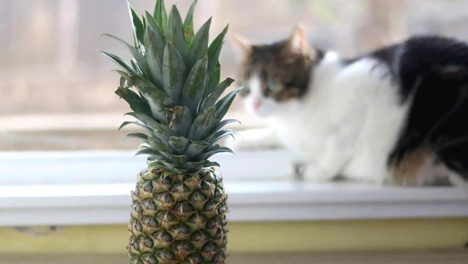 Can Cats Have Pineapple Juice?