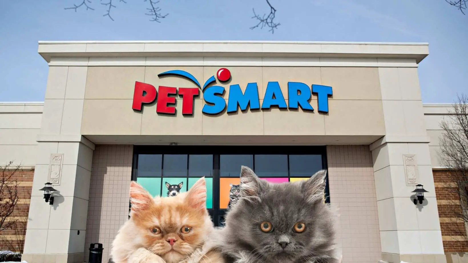 How to Adopt a Cat From Petsmart?