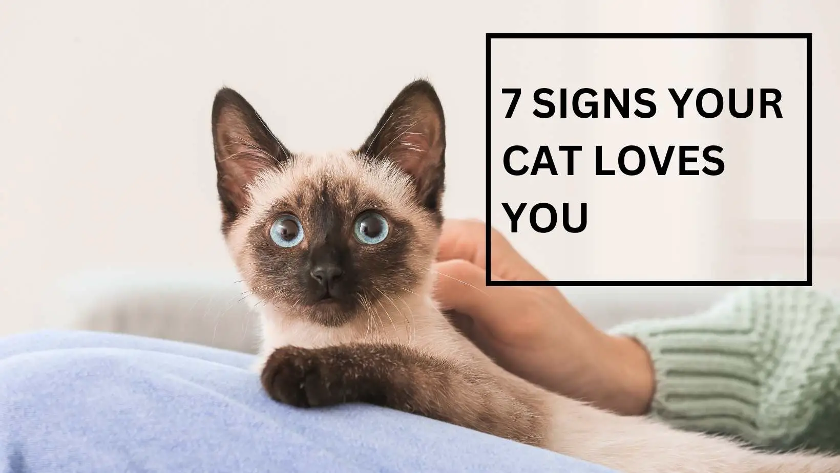 7 Signs Your Cat Loves You