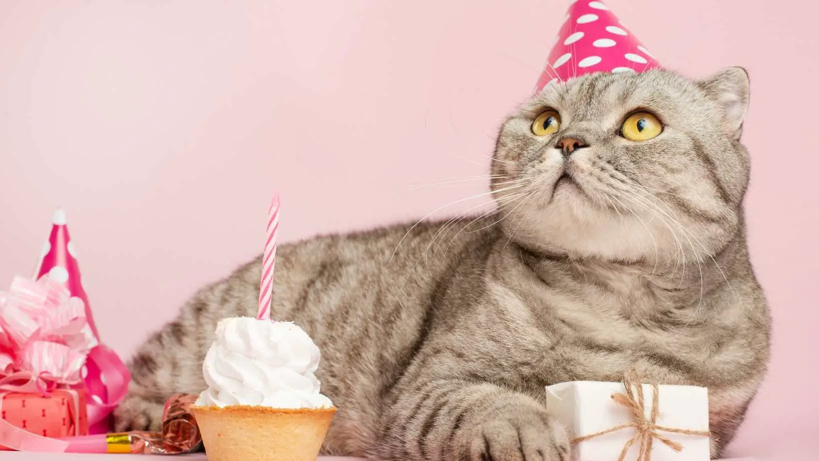How to Celebrate the Birthday of Your Cat?