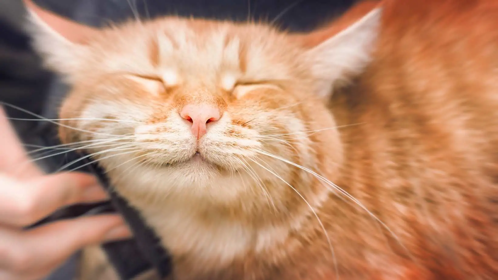 4 Easy Ways to Make Your Pet Cat Happier