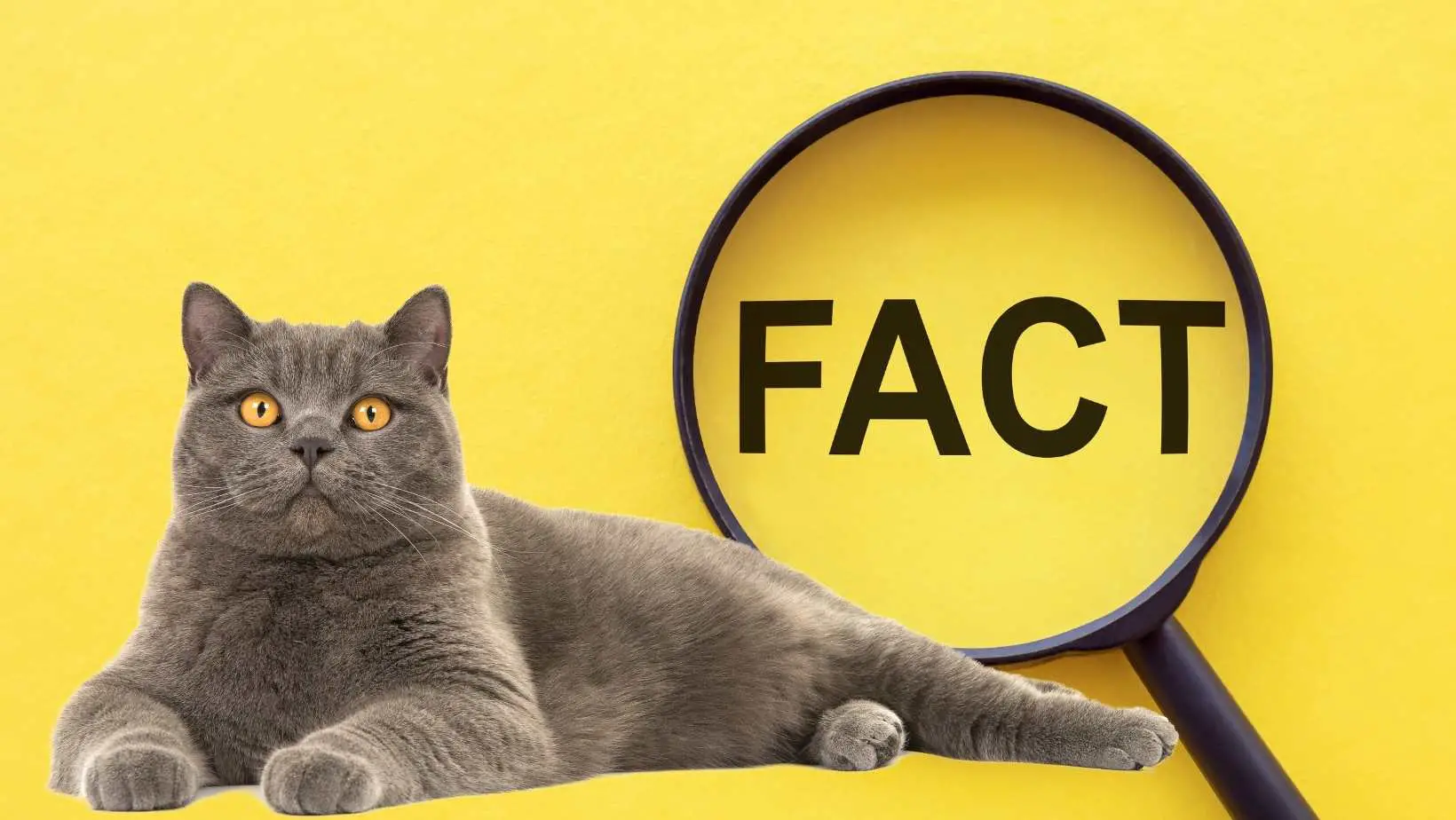 37 Random Cat Facts You Probably Did Not Know