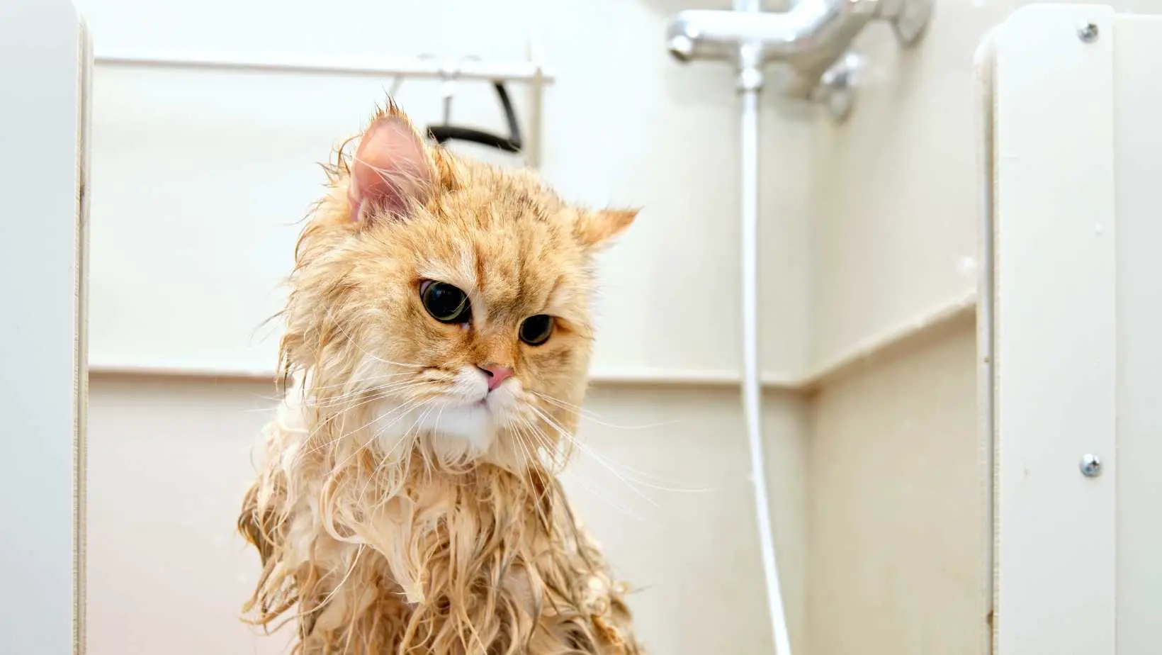 Cat Care: How Often Should You Bathe Your Cats?
