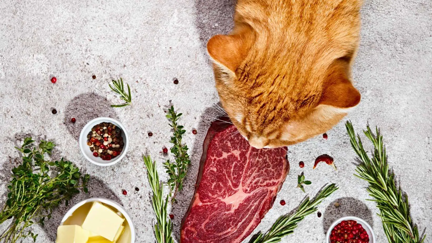 8 Human Food Not To Feed Your Cat