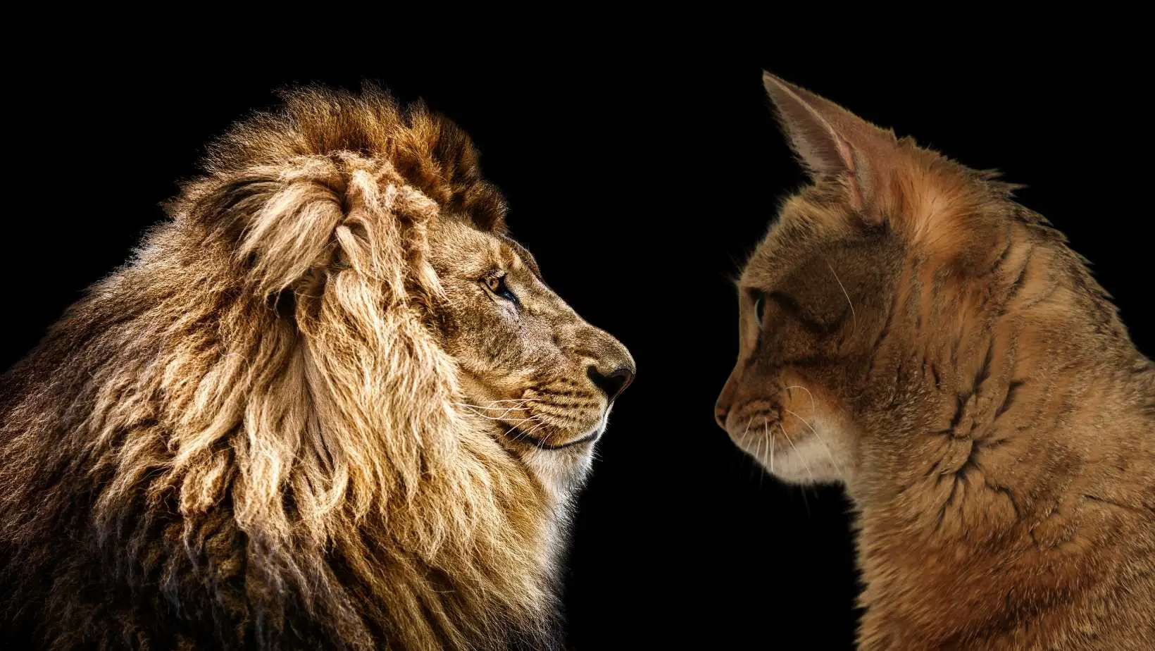 What Does Your Cat Have in Common With Lions?