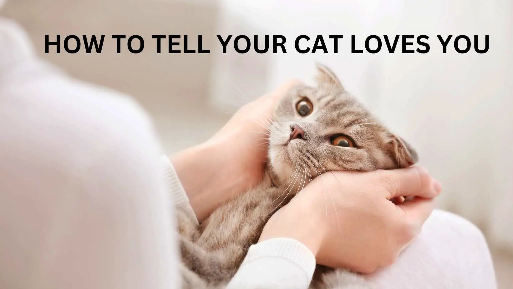 How to Tell Your Cat Loves You