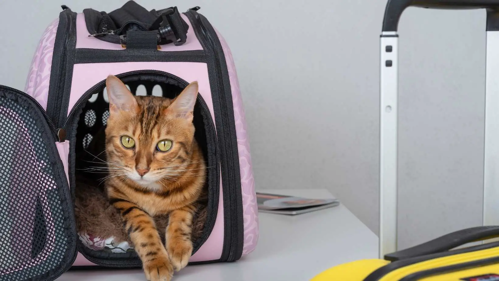 How to Prepare Your Cat for Traveling in a Carrier