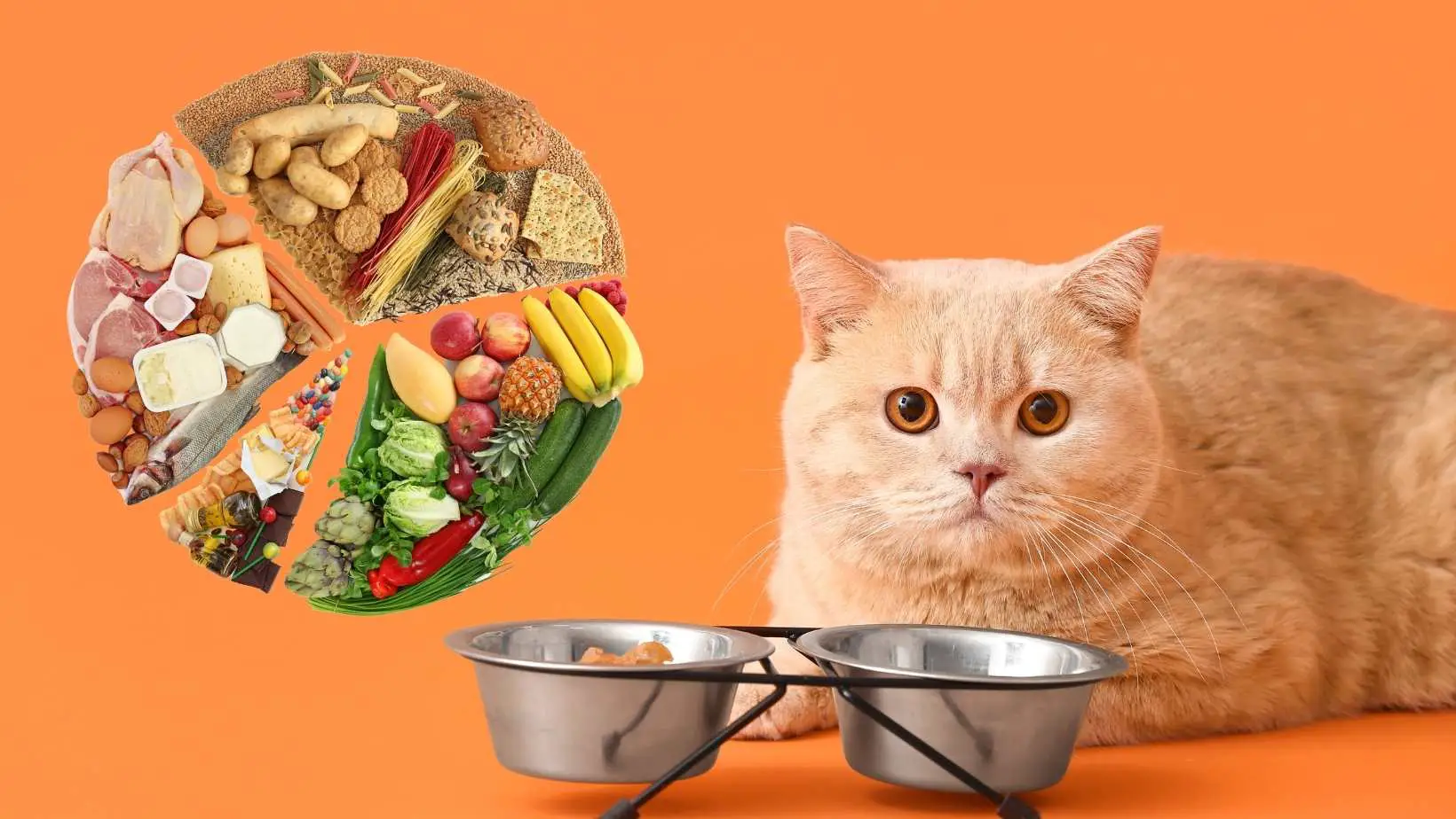 Cat Food: Many Choices