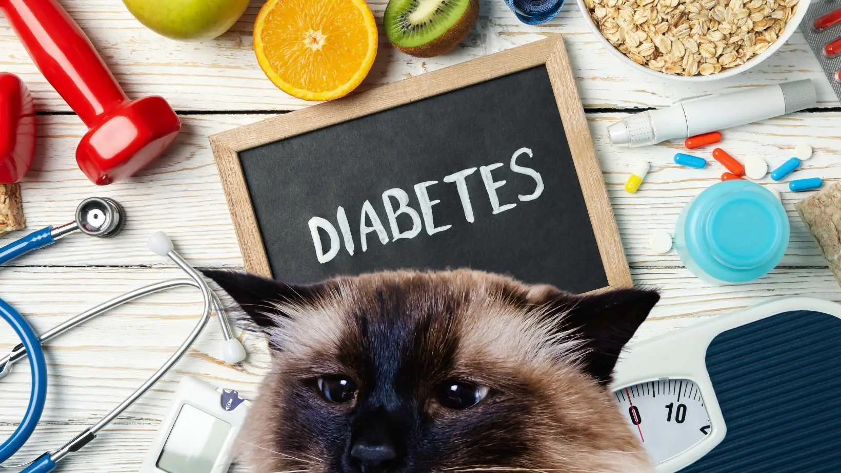 Diabetic Cat Food – Buy the Best Dry Food For Cats With Diabetes