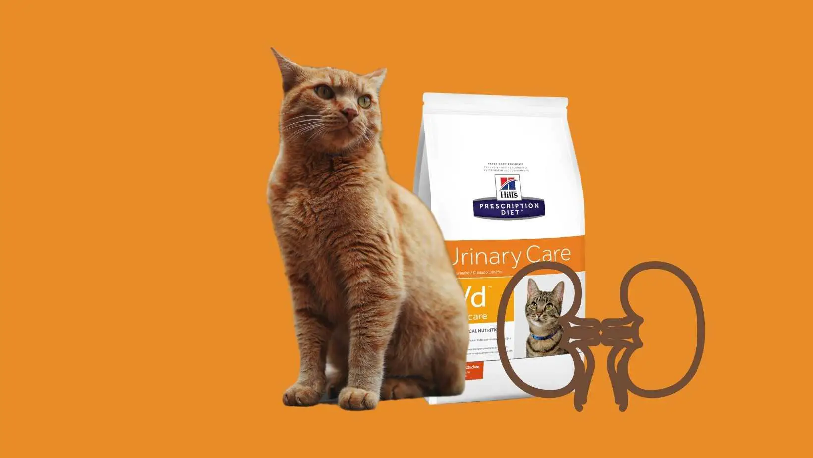 Cat Food For Urinary Tract Health of Cats