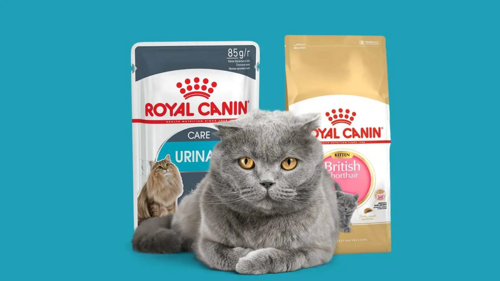 Royal Canin Cat Food Is a Must for Your Sick Cat
