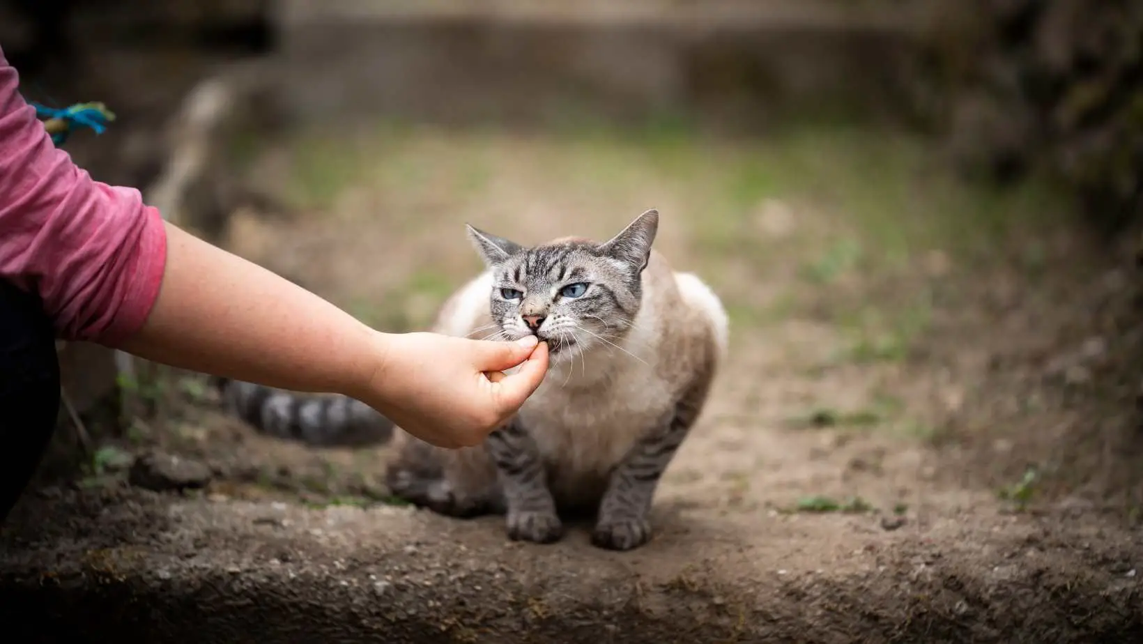 7 Tips On What To Avoid Feeding Your Cat