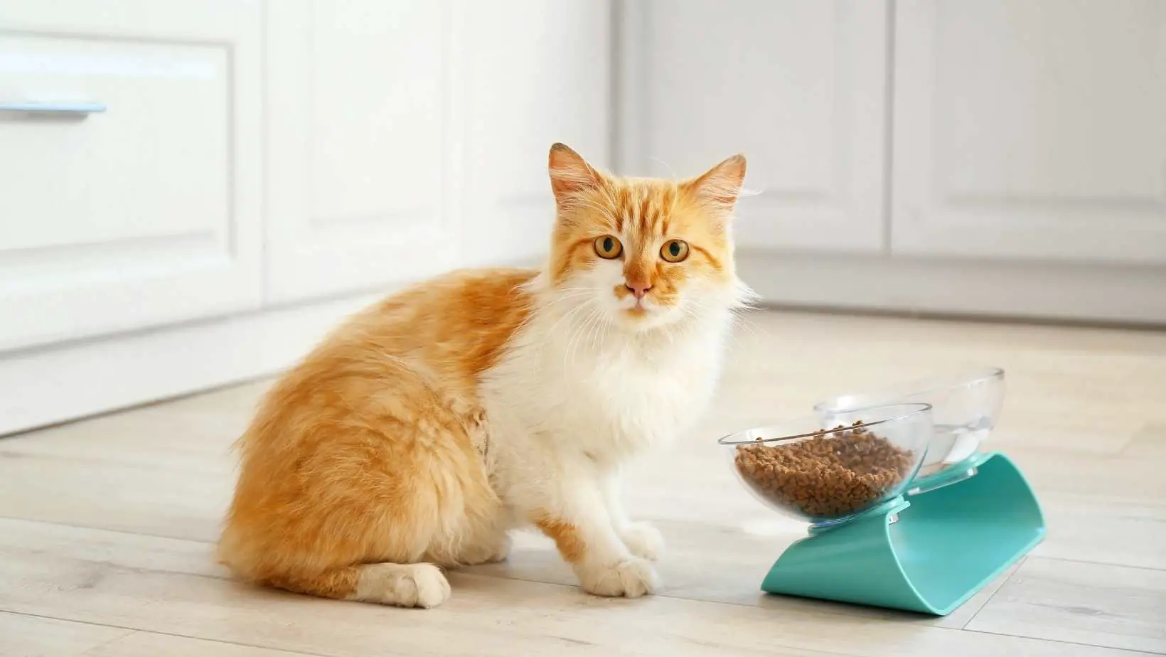 Cat Food Review – What Is In A Bag of Cat Food?