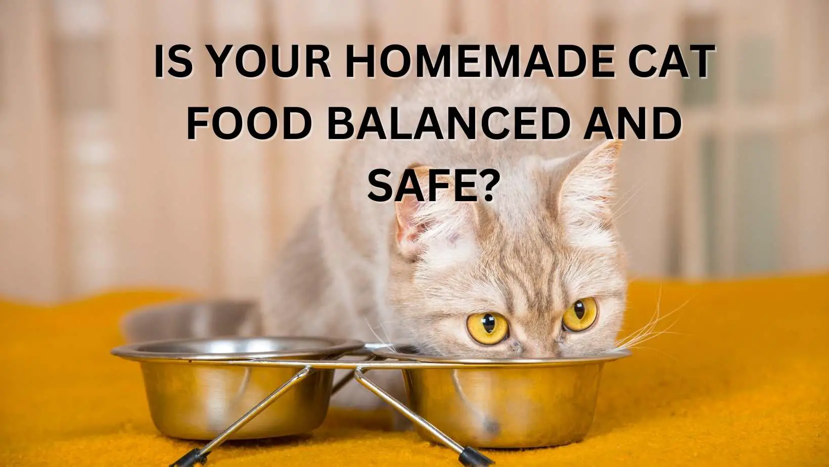 Homemade Cat Food – Is Your Homemade Cat Food Balanced and Safe?