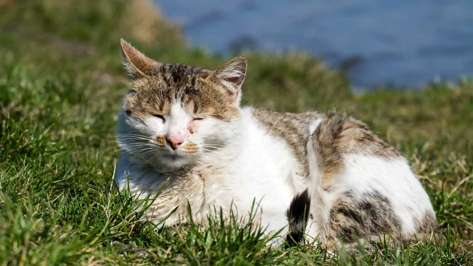 How to Treat Conjunctivitis in Cats?