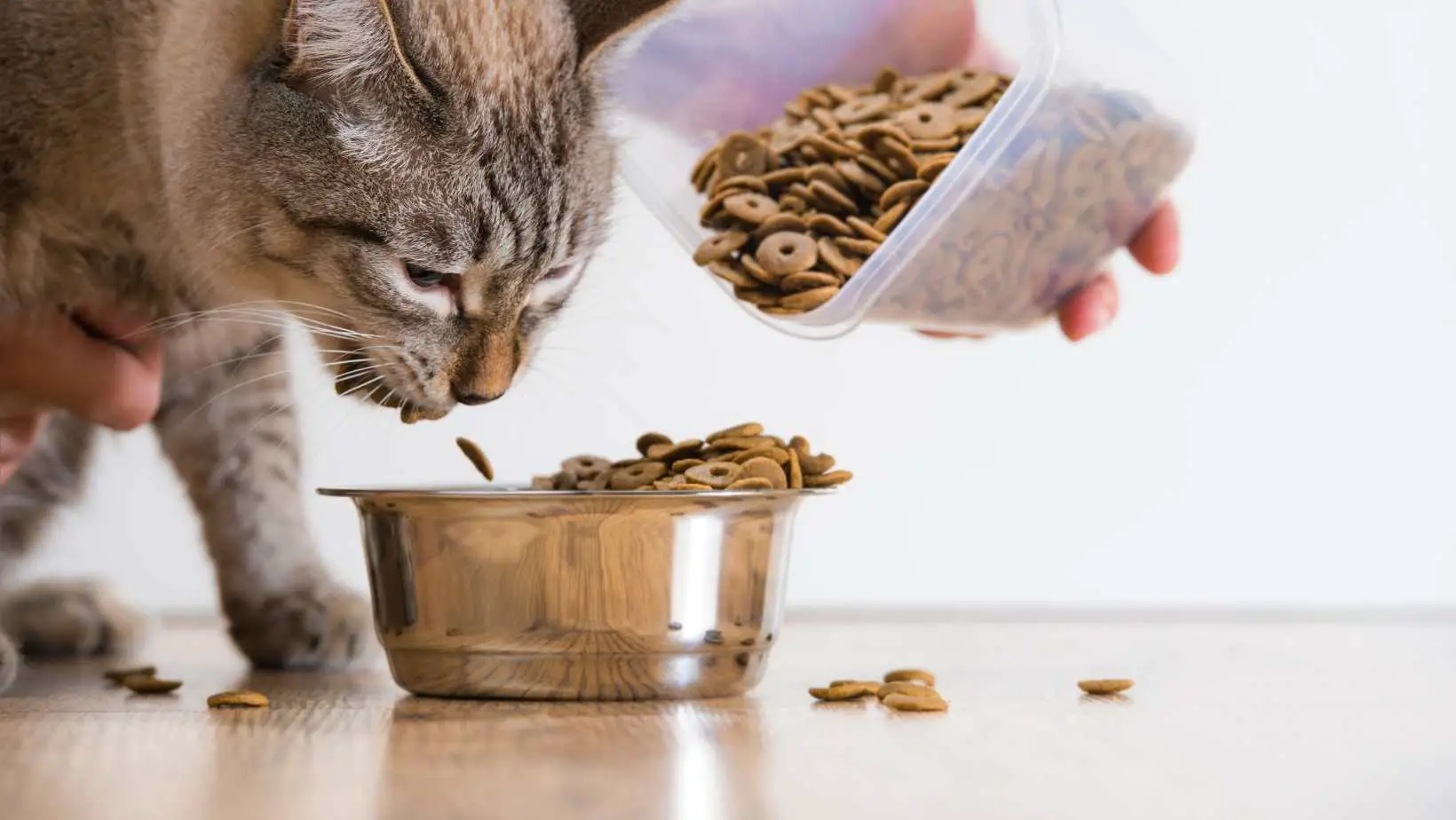 Find Out the Truth and Buy the Best Cat Food For Kitty and For You