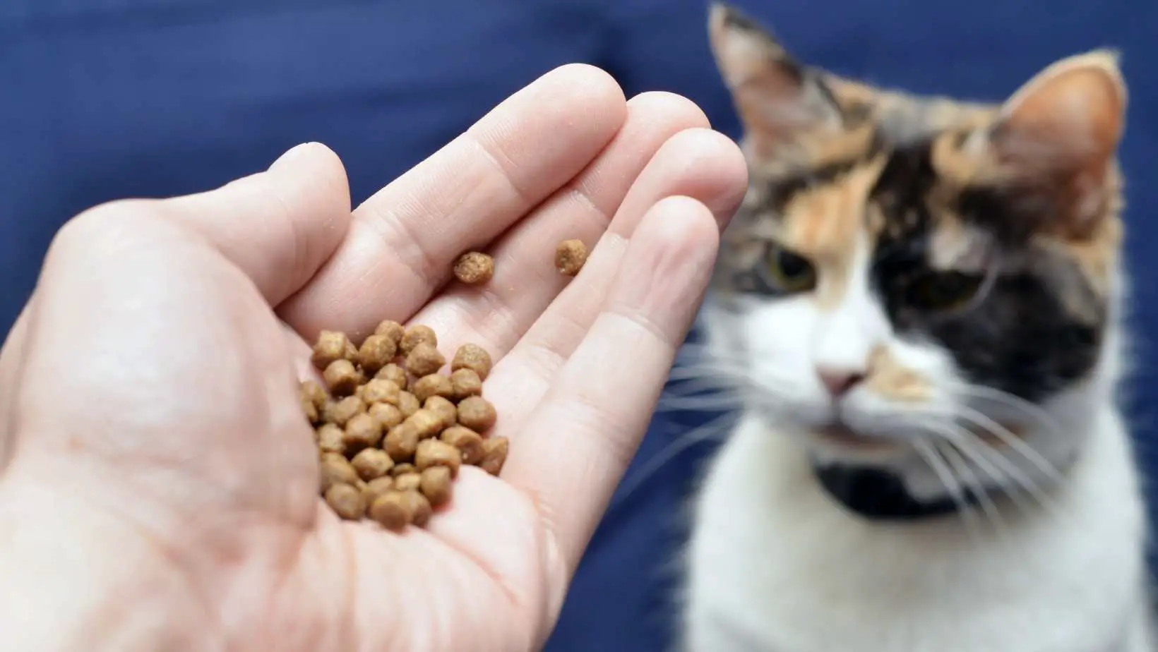 The Perils of Dry Cat Food
